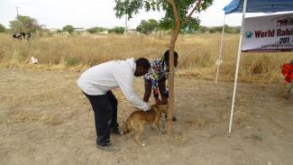 rabies vaccination