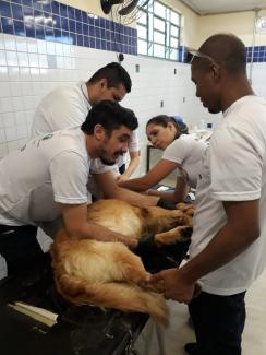 3ª CãoMinhada Uvis São Miguel Paulista - Doação de sangue Animal
