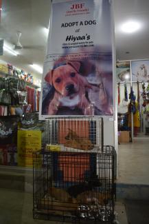 Street dog adoption initiative by JBF. 