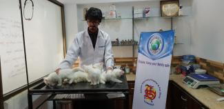 Vaccination a persian cat family at Saleem Veterinary Clinic 