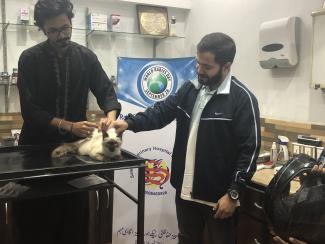 Vaccinating a siamese at Saleem Veterinary Clinic 