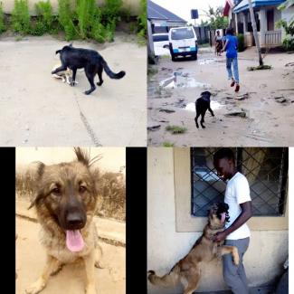 University of Jos World Rabies Day Photo Contest Maiden Edition Best Picture/Photo
