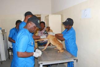 vaccination against rabies