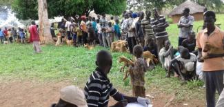 Dogs and guardians waiting for rabies vaccinations at a BIG FIX village field clinic.