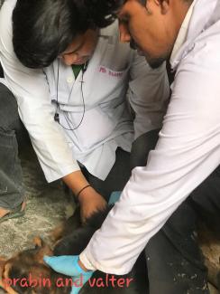 Handling and vaccinating dog
