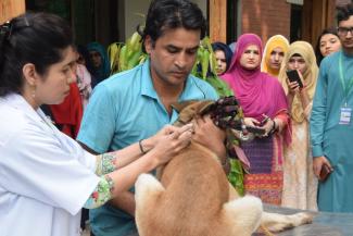 Prof. Dr. Uzam Farid Durrani vaccinating a dog