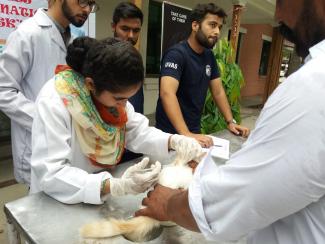 Hina Arshad (SAVERS member) vaccinating the cat. 