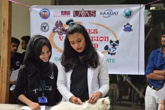 Ifrah Irshad (President SAVERS) vaccinating the cat.