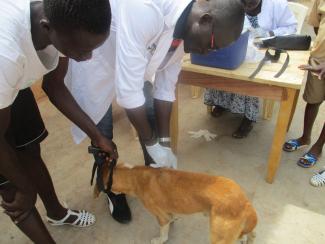 Séance de vaccination des chiens lors de la célébration de 13ème édition de la journée mondiale de lutte contre la rage dans à Sakassou la région de Gbêkê (Côte d'ivoire)