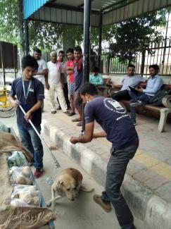 Dog being vaccinated