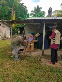 Dr Tesecum Vaccination of Pets