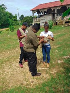 Dr Lopez vaccinating dogs