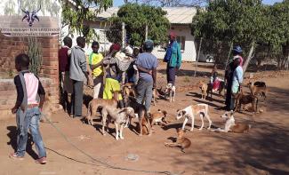 World Rabies Day 2019 in Mwenezi District, Masvingo Province, Zimbabwe