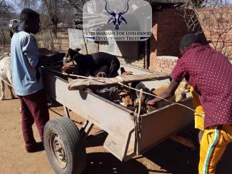World Rabies Day 2019 in Mwenezi District, Masvingo Province, Zimbabwe