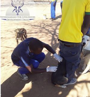 Dr Madzitire in action. World Rabies Day 2019 in Mwenezi District, Masvingo Province, Zimbabwe