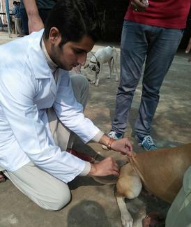 Our team volunteer vaccinating a dog
