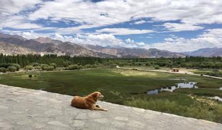 Landscape of Ladakh featuring a street dog