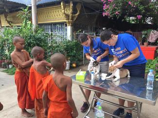 VBB treating puppies at Phnom Penh Animal Welfare Society