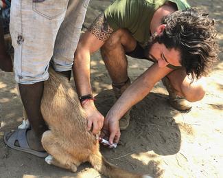 Vaccinating a dog against Rabies