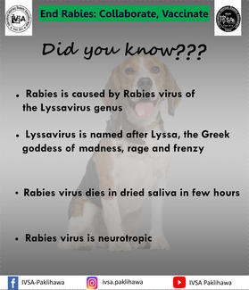 Rabies facts #1