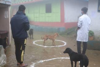 Dogs too are compiling with social distancing during the vaccination program in Taplejung district