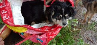 This little pup came all the way to our vaccination station in a bag. Look at his innocent eyes !!