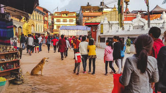 Dog in the streets of India