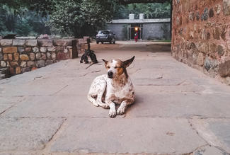 Lone dog laying on the road