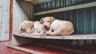 Two puppies sleeping on a bench