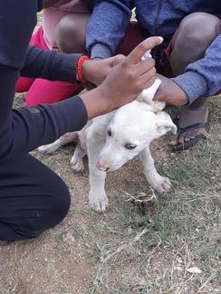 Dr Khan vaccinating a puppy