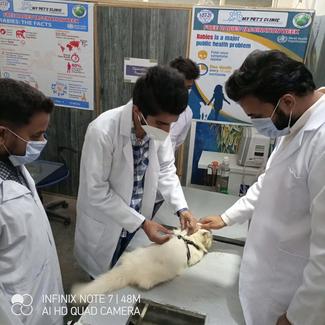 IVSA Pakistan Bahawalpur Team Members Vaccination a Dog