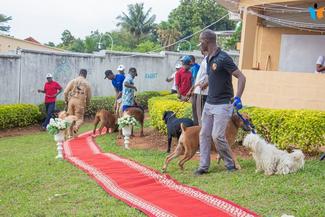 Dog competition and show