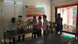 Vaccination of dog 