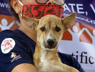 Headrock Dogs Rescue outreach