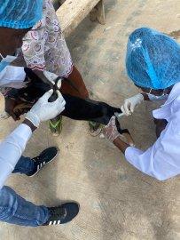 A picture of Animal Home members vaccinating a stray dog on World Rabies Day.