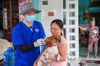 Putting a collar on a vaccinated dog.