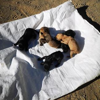 Some new born babies taken out to show us