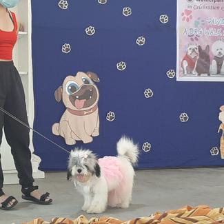 dog contestant