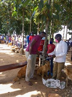 World Rabies Day 2021, BIG FIX Uganda in Amuru District
