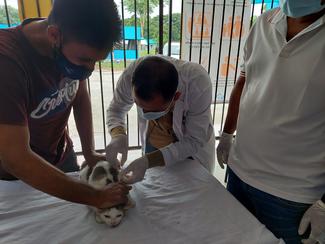 Students vaccinate cats