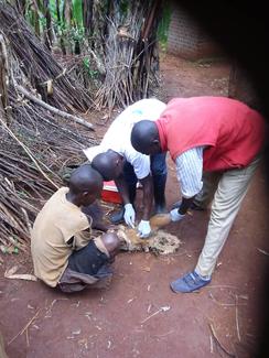 door to door vaccination