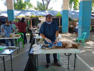 Dr. Acac, the Assistant City Veterinarian of the City Veterinary Office of Cagayan De Oro performing the surgical operation.