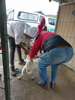 Riviersonderend Rabies Vaccination Campaign