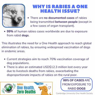 Infographic on why rabies is a one health issue 