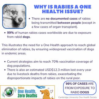 Infographic on why rabies is a one health issue
