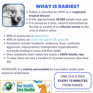 Infographic on what rabies is