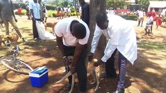 Vaccination of dogs against rabies 