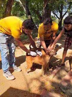Vaccinating a dog