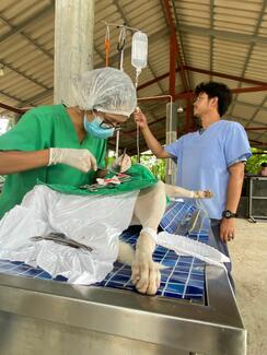 Rescue P.A.W.S. offsite sterilization event
