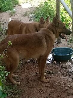 Dogs awaiting vaccination